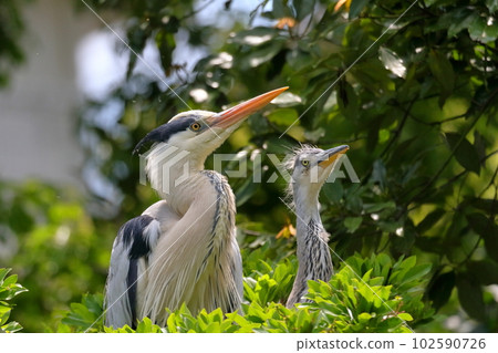 Juvenile gray heron 102590726