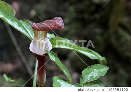 治療之路上的雪茂草盛開（高知縣湯原町） 102591100