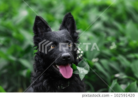 Black mudi dog portrait at nature 102591420