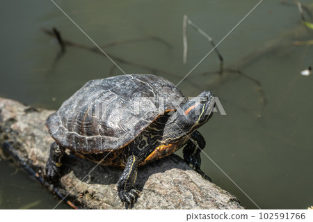 在浮木上乾燥的紅耳滑塊 102591766
