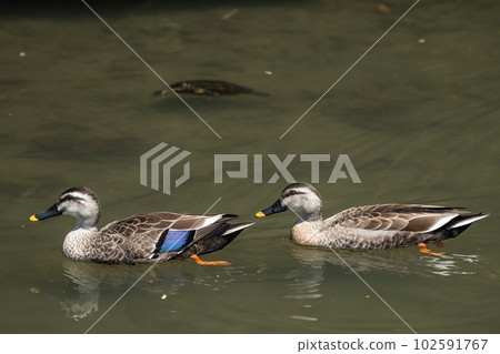 在淀川游泳的斑嘴鴨 102591767