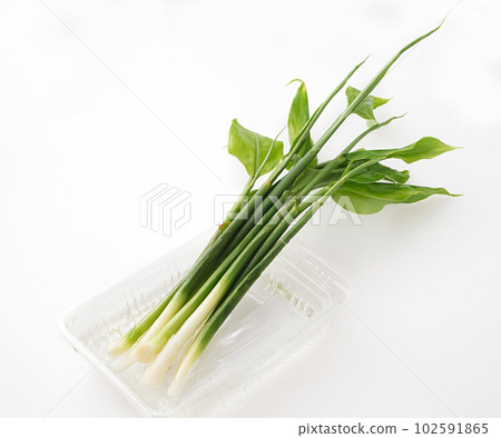 Bamboo shoot Bamboo shoot 102591865