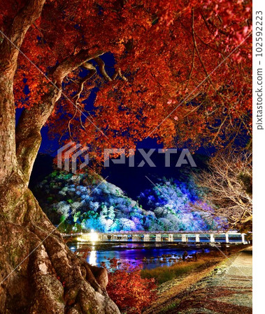 Arashiyama Hanatouro Contest with the last Momiji 102592223