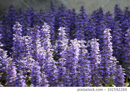 紫色花瓣盛開的景色 紫色花瓣盛開的景色 102592260