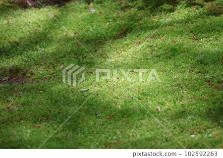 與樹蔭和太陽的綠色青苔地面風景 與樹蔭和太陽的綠色青苔地面風景 102592263