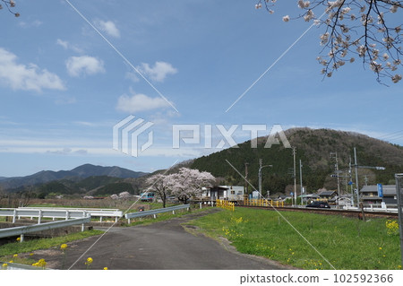 Spring local line station and cherry blossoms 102592366