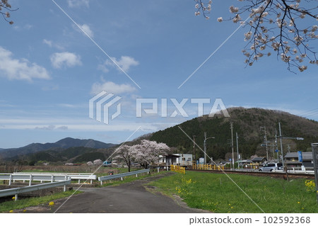 Spring local line station and cherry blossoms 102592368