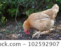 free-roaming chickens 102592907