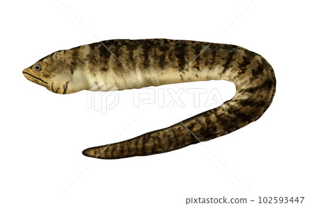 Realistic Utsubo 102593447