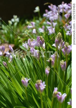 盛開在庭院裡的桃紅色綿花 102593468