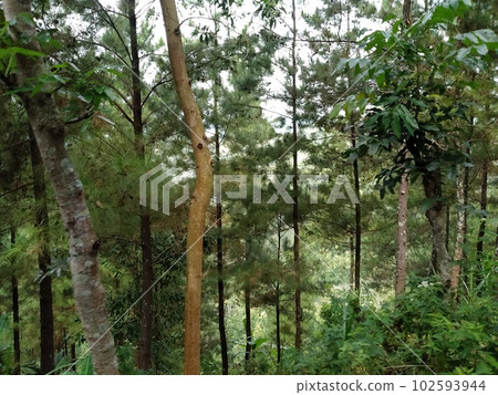 Pine forest on pringgitan forest, east Java, Indonesia Pine forest on pringgitan forest, east Java, Indonesia 102593944
