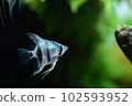 Tropical fish in aquarium 102593952
