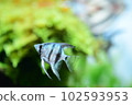 Tropical fish in aquarium 102593953