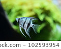 Tropical fish in aquarium 102593954