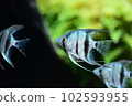 Tropical fish in aquarium 102593955