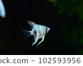 Tropical fish in aquarium 102593956