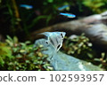 Tropical fish in aquarium 102593957