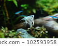 Tropical fish in aquarium 102593958