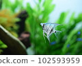 Tropical fish in aquarium 102593959