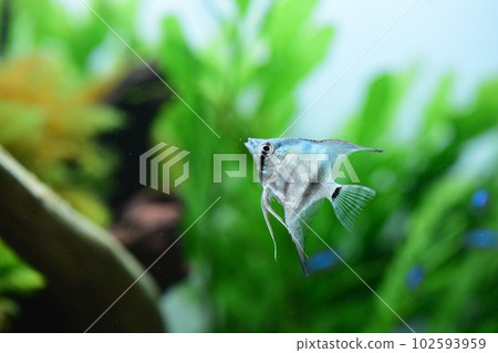 Tropical fish in aquarium 102593959