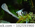 Tropical fish in aquarium 102593960