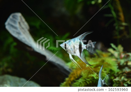 Tropical fish in aquarium 102593960