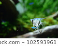 Tropical fish in aquarium 102593961