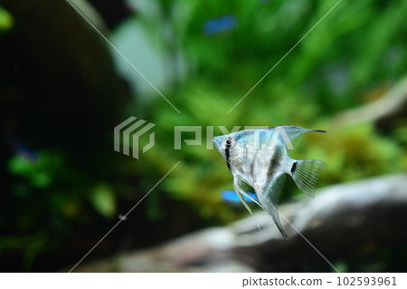 Tropical fish in aquarium Tropical fish in aquarium 102593961