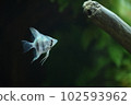 Tropical fish in aquarium 102593962