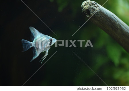 在水族館的熱帶魚 102593962