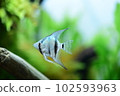 Tropical fish in aquarium 102593963