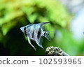 Tropical fish in aquarium 102593965