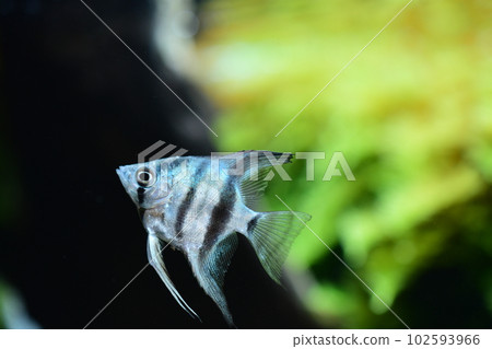 在水族館的熱帶魚 102593966