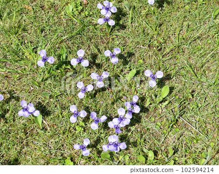 當 Chiria 鳶尾花開始開花時猶豫要不要割草 當 Chiria 鳶尾花開始開花時猶豫要不要割草 102594214