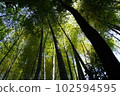 初夏大澤之鄉的竹林 102594595