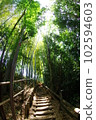 大澤之裡國分寺懸崖階梯周圍的竹林 102594603