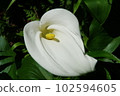 白色花 102594605