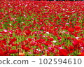 荒川沿岸整片罌粟花田的紅色 102594610