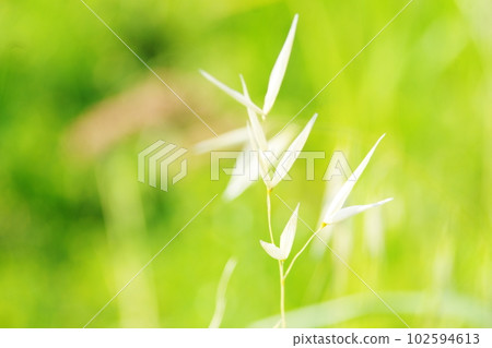 燕麥,一種生長在荒川河岸的野草 燕麥,一種生長在荒川河岸的野草 102594613