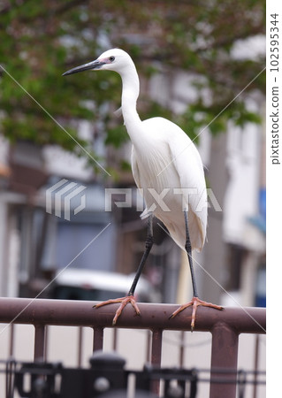 A great egret perching on a bridge railing 102595344