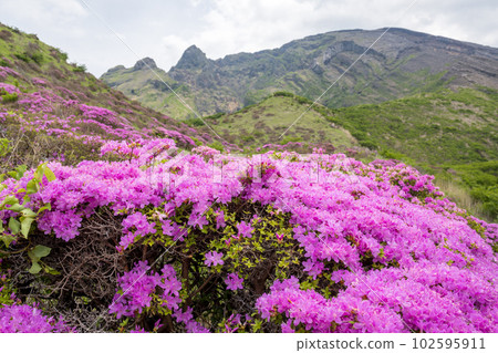 Miyama Kirishima blooming in Aso Sensuikyo in fine weather 102595911