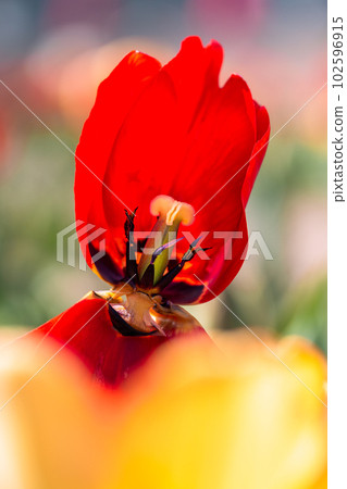 bright tulip stamens bright tulip stamens 102596915