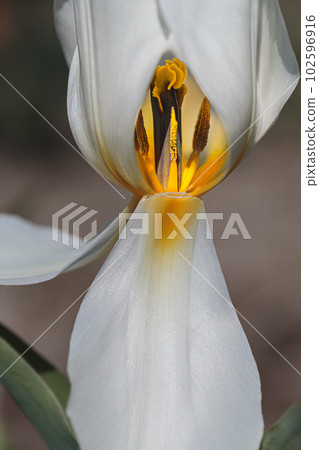 純鬱金香芝貝 純鬱金香芝貝 102596916