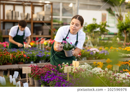 Young female florist preparing potted sea thrift for sale Young female florist preparing potted sea thrift for sale 102596976