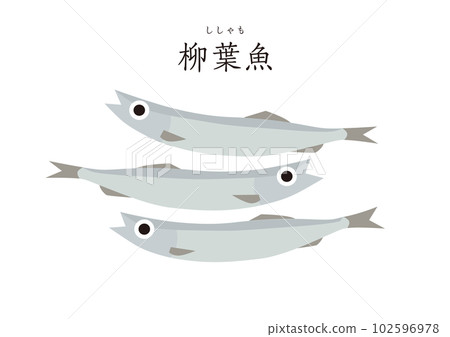 Good Food Japanese Ingredients Simple Shishamo Yanagiba Fish 102596978