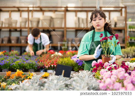 Skilled young Asian female florist caring about potted Mathiola Incana flowers in greenhouse Skilled young Asian female florist caring about potted Mathiola Incana flowers in greenhouse 102597033