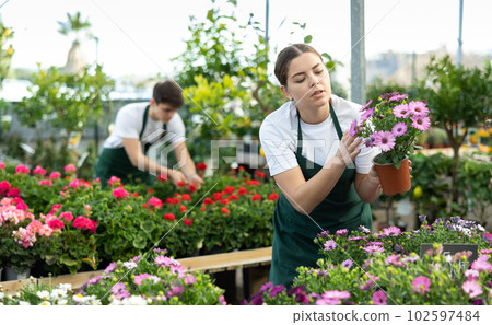 Female seller in flower shop inspects price tags on pots with Cape daisy and re-evaluates goods 102597484