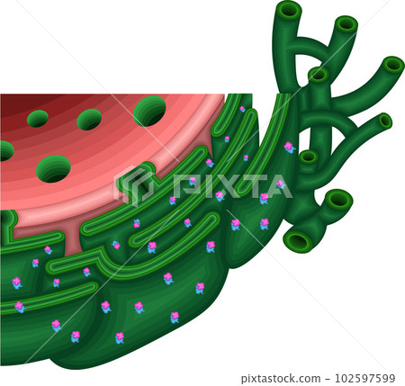 細胞內質網結構圖解 102597599