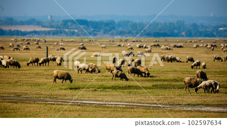 Sheep grazing on Norman meadows on summer day Sheep grazing on Norman meadows on summer day 102597634