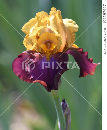 German Iris Gala Madrid 102597697